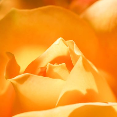 Botanik konsepti, düğün davetiyesi yumuşak odak noktası, soyut çiçek arkaplanı, sarı gül çiçeği. Tatil markası tasarımı için Macro çiçek arkaplanı