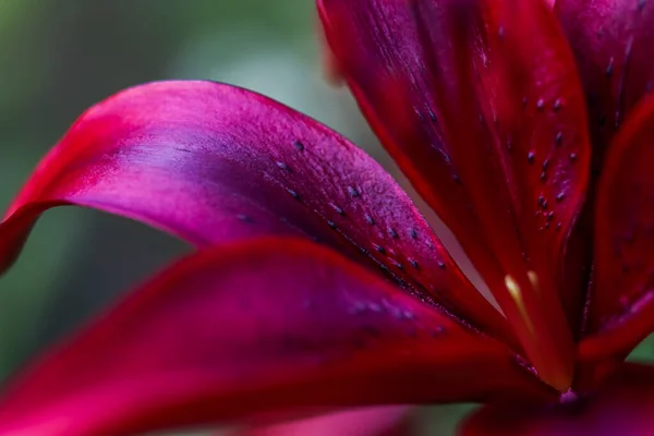 Beautiful Dark Red Lily Dark Background — Stock Photo, Image