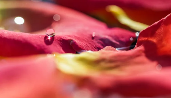 Pétales Rose Jaune Rouge Avec Gouttes Eau Concept Aromathérapie Spa — Photo
