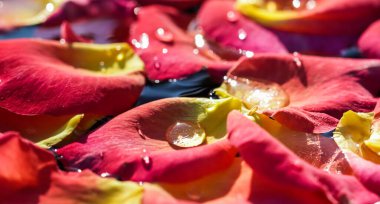 Üzerinde su damlaları olan kırmızı sarı gül yaprakları. Aromaterapi ve spa konsepti. Bulanık çiçekli doğal arkaplan