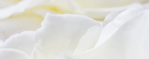 Astratto Sfondo Floreale Petali Fiori Rosa Bianca Macro Fiori Sfondo — Foto Stock