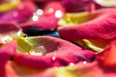 Üzerinde su damlaları olan kırmızı sarı gül yaprakları. Aromaterapi ve spa konsepti. Bulanık çiçekli doğal arkaplan