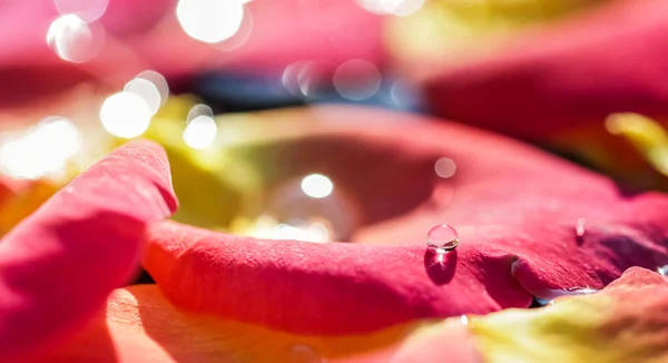 Pétales Rose Jaune Rouge Avec Gouttes Eau Concept Aromathérapie Spa — Photo