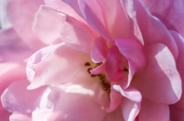 Botanik konsepti, düğün davetiyesi yumuşak odak noktası, soyut çiçek arkaplanı, pembe gül yaprakları. Tatil tasarımı için makro çiçek arkaplanı