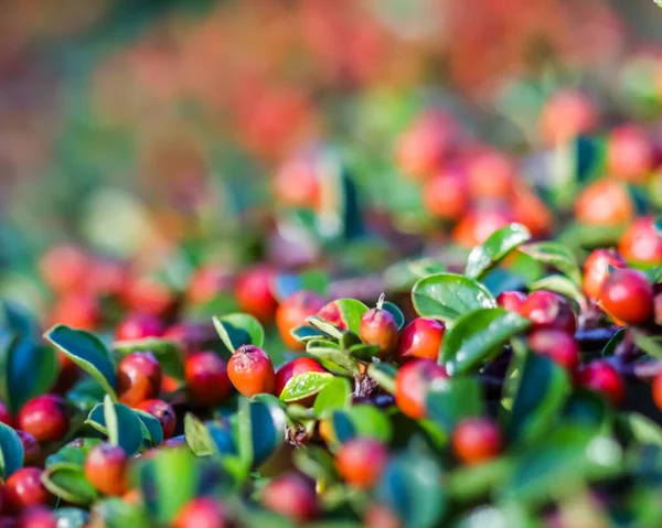 Många Röda Frukter Grenarna Cotoneaster Horizontalis Buske Trädgården Hösten Naturlig — Stockfoto