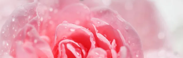 Bella Rosa Rosa Con Gocce Acqua Può Essere Utilizzato Come — Foto Stock