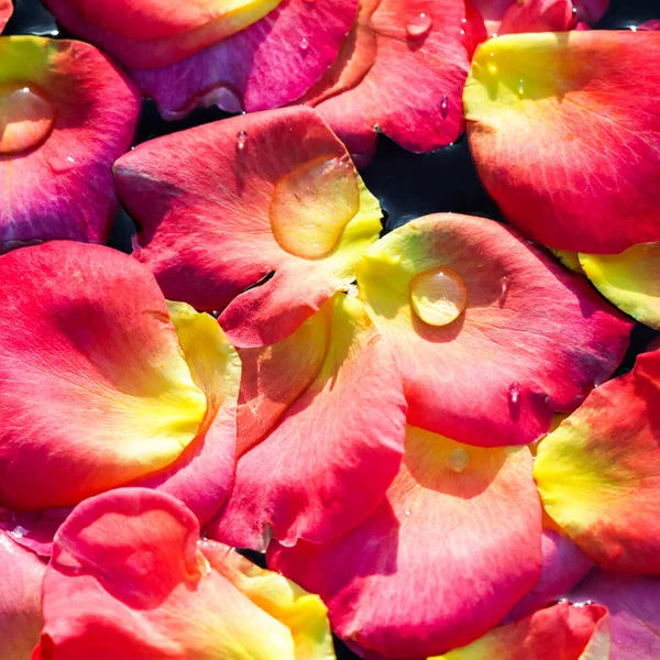 Pétalos Rosa Amarilla Roja Agua Aromaterapia Concepto Spa Fondo Floral — Foto de Stock