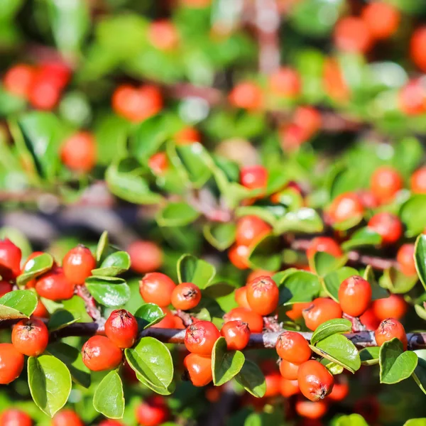 Molti Frutti Rossi Sui Rami Cespuglio Cotoneaster Horizontalis Giardino Autunno — Foto Stock