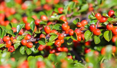 Sonbaharda bahçedeki bir kotonaster yatay çalılığının dallarında birçok kırmızı meyve vardır. Doğal arkaplan