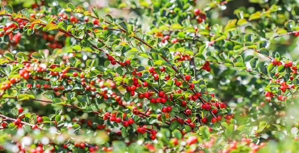 Many red fruits on the branches of a cotoneaster horizontalis bush in the garden in autumn. Natural background