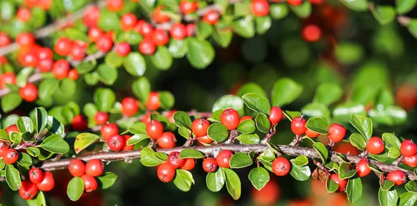 Många Röda Frukter Grenarna Cotoneaster Horizontalis Buske Trädgården Hösten Naturlig — Stockfoto