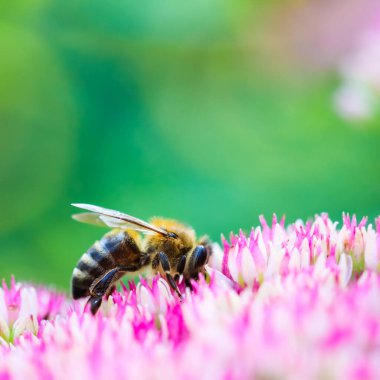 Sonbahar bahçesinde pembe çiçekler üzerinde çalışan arı Sedum (Taşrop)