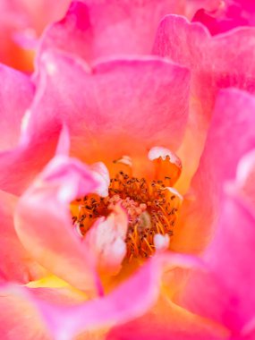 Botanik konsepti, davetiye kartı yumuşak odak noktası, soyut çiçek arkaplanı, pembe sarı gül çiçeği. Tatil markası tasarımı için Macro çiçek arkaplanı