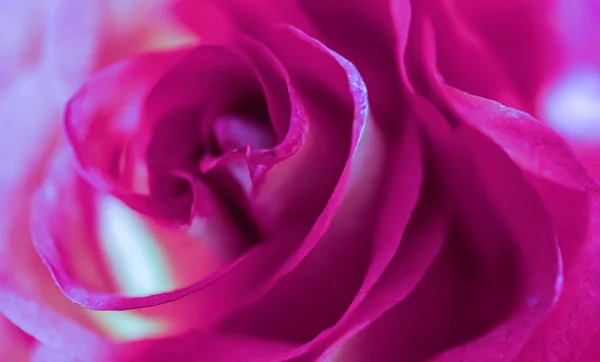 Botanisches Konzept Einladungskarte Weicher Fokus Abstrakter Floraler Hintergrund Lila Rosenblüte — Stockfoto