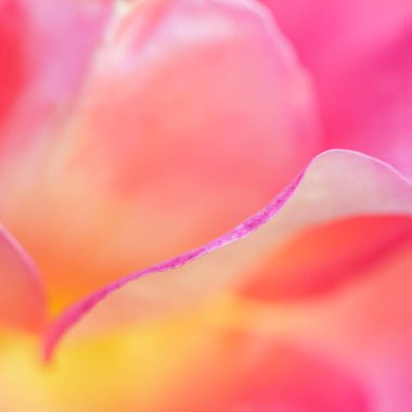 Botanik konsepti, davetiye kartı yumuşak odak noktası, soyut çiçek arkaplanı, pembe sarı gül çiçeği. Tatil markası tasarımı için Macro çiçek arkaplanı