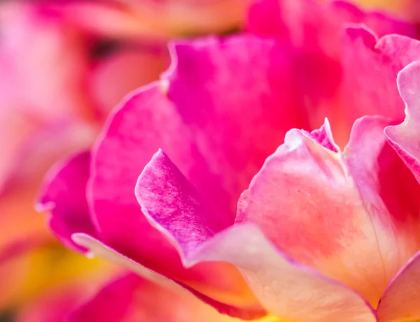 Concepto Botánico Tarjeta Invitación Enfoque Suave Fondo Floral Abstracto Rosa — Foto de Stock