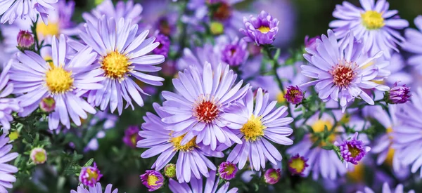 Прекрасні Блакитні Квіти Сапфір Міс — стокове фото
