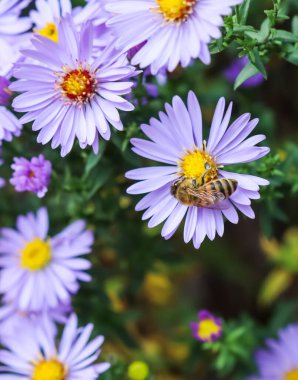 Güzel mavi çiçekler Sapphire Mis