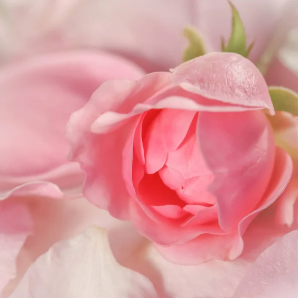 Botanisches Konzept Einladungskarte Weicher Fokus Abstrakter Floraler Hintergrund Knospe Rosa — Stockfoto