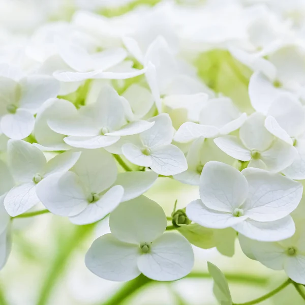 Background of white flowers. Hydrangea or hortensia in blossom.