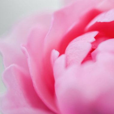 Botanik konsepti, düğün davetiyesi yumuşak odak noktası, soyut çiçek arkaplanı, pembe gül yaprakları. Tatil tasarımı için makro çiçek arkaplanı