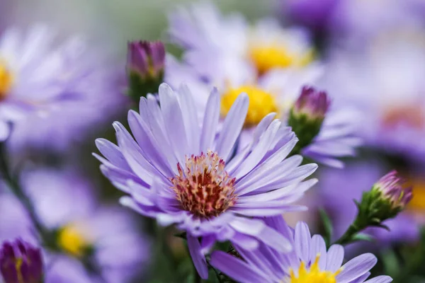 Hermosas Flores Azules Zafiro Mis — Foto de Stock