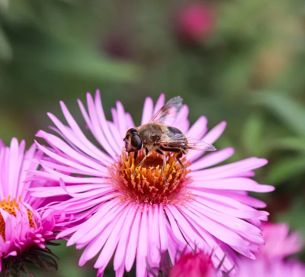 Bellissimi Fiori Rosa Autunno Aster Con Ape Giardino — Foto Stock