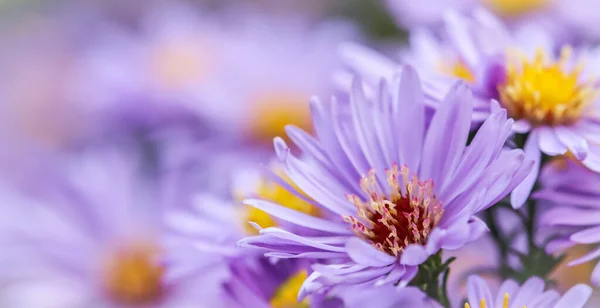 Bei Fiori Blu Zaffiro Mis — Foto Stock