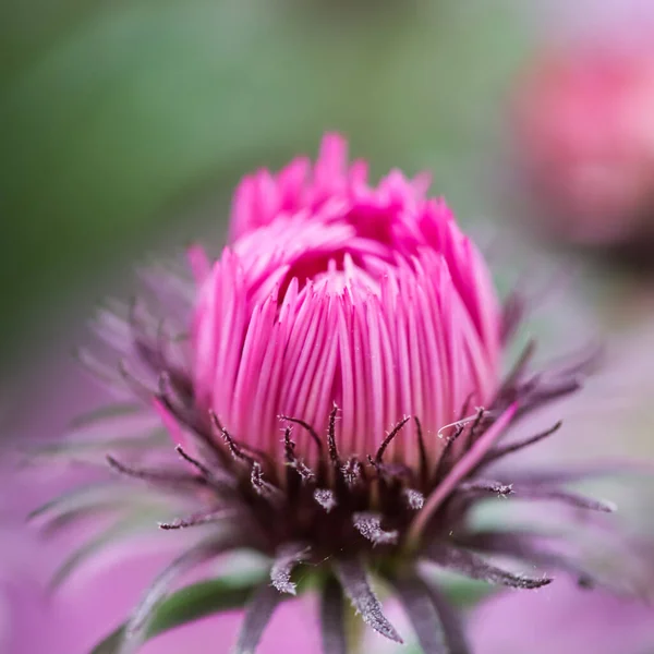 美丽的粉红色的花 在花园里的秋天的石膏 — 图库照片