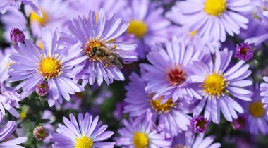 Güzel mavi çiçekler Sapphire Mis