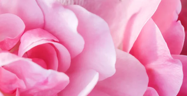 Botanický Koncept Pozvánka Svatbu Měkké Zaostření Abstraktní Květinové Pozadí Růžové — Stock fotografie