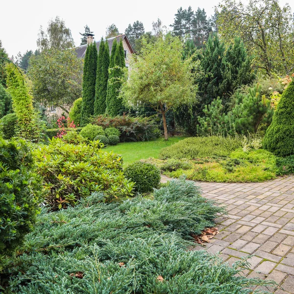 Landscaping Garden Bright Green Lawn Colorful Shrubs Decorative Evergreen Plants — Stock Photo, Image