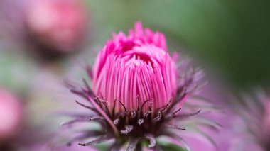 # Bahçede sonbaharın güzel pembe çiçekleri #