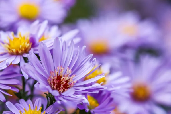 Hermosas Flores Azules Zafiro Mis — Foto de Stock