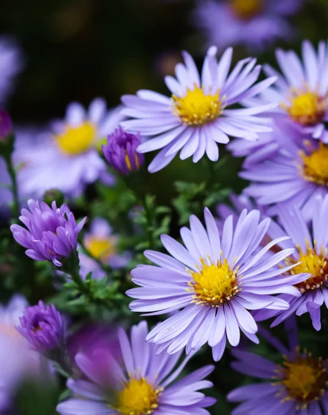 Hermosas Flores Azules Zafiro Mis — Foto de Stock