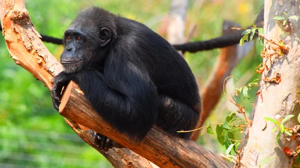 A monkey sitting on a tree trunk 