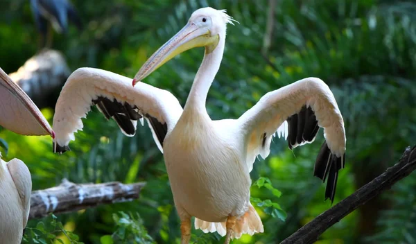 bir pelikan portresi / / Pelikan uçmaya çalışıyor