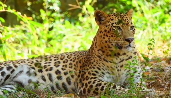 Serengeti National Park Leopard Lies Tree Savannah Snmek — Stock Photo, Image
