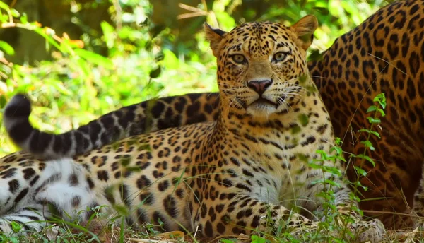 Leopard Panther Vila Koppla Träd Snmek — Stockfoto