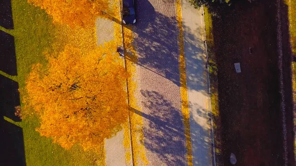 Paysage arboré - Automne chute des feuilles - Pologne 1-2019 — Photo