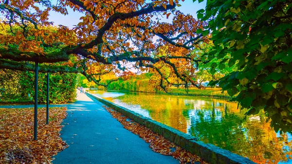 Sonbahar orman göl su manzara sarı yaprakları 2019