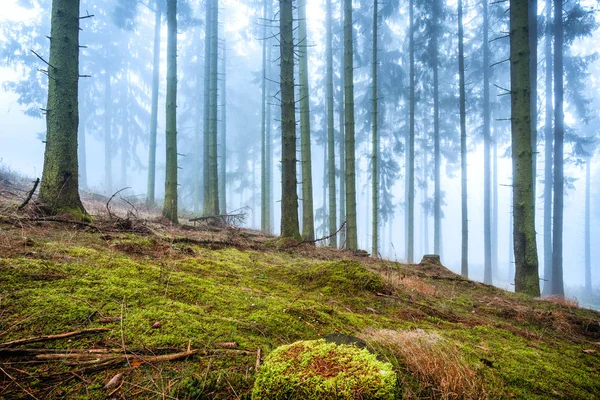 Mystic moss forest in the fog.