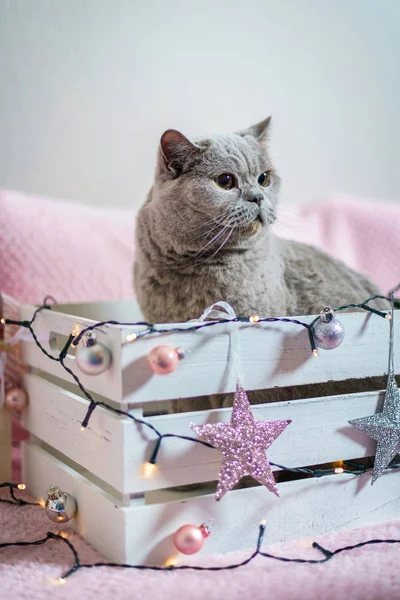 Sweet British shorthair cat in a Christmas gift box.