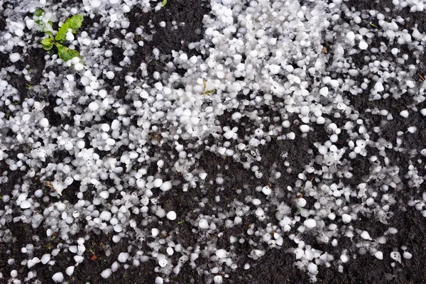 Hail grains on dark ground, in summer after hail, thawing hail grains.