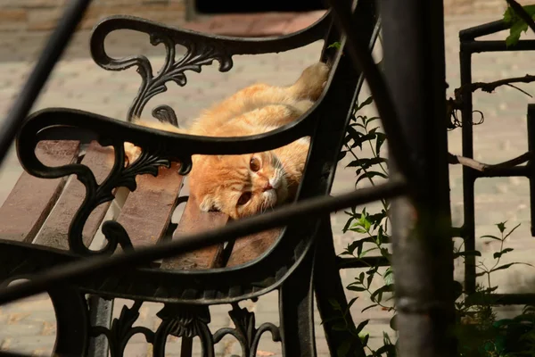 低温鍛造ベンチに日の美目の赤猫 — ストック写真