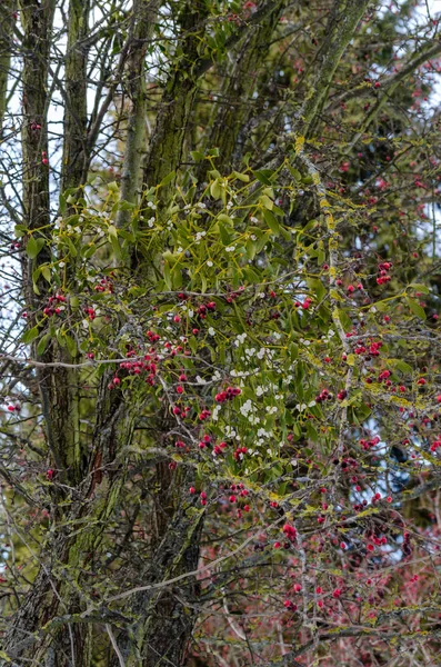 Ökse Otu Dalı Arka Plan Üzerinde Kırmızı Meyveler Ağaç Yaprak — Stok fotoğraf