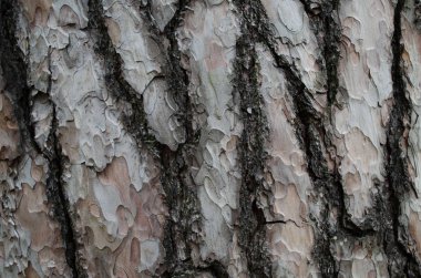 Yaşlı bir ağacın kabuğu