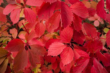 Kırmızı sonbahar yaprakları