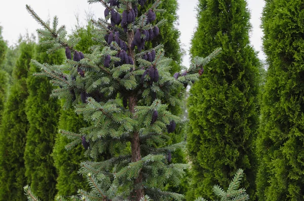 Ungewöhnlicher blauer Tannenzapfen auf einem Baum unter der strahlenden Sonne — Stockfoto