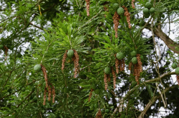 Runder Kegel auf einem grünen Baum unter der hellen Sonne — Stockfoto